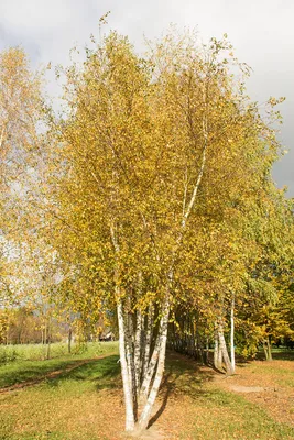 Береза пушистая / Betula pubescens | MULTIFLORA