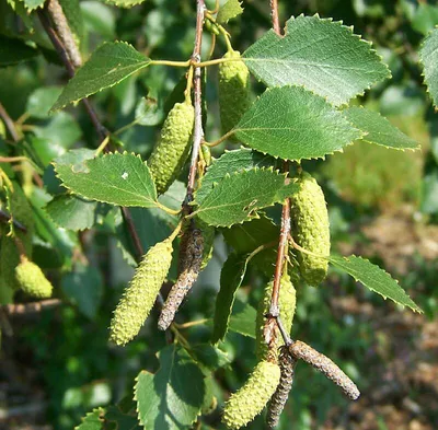 Береза пушистая/Betula pubescens С6/80-120 — цена в Старый Оскол, купить в  интернет-магазине, характеристики и отзывы, фото