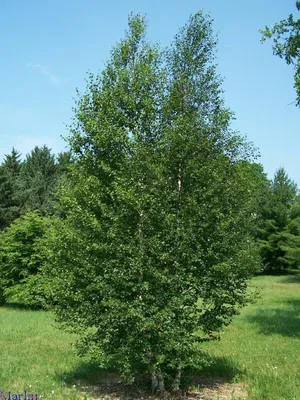 Гербарий