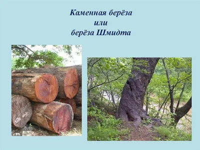 Саженцы березы шмидта купить в Москве по цене от 3000 рублей