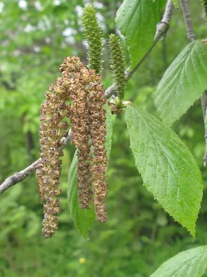 Береза Шмидта Betula Schmidtii - купить по выгодной цене | teofrast