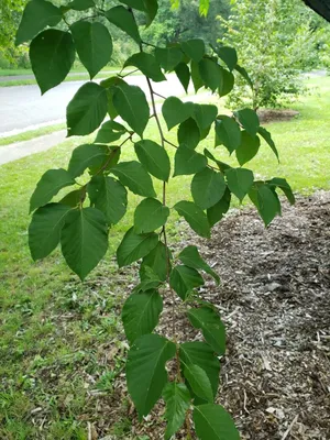 Betula schmidtii - Image of an specimen - Plantarium