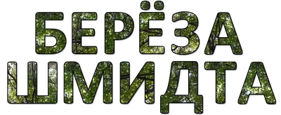 Береза Шмидта - красивые фото