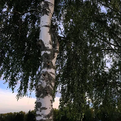Картина на холсте \"Betula schmidtii, ботаника, береза шмидта\" 120x90 см. с  алюминиевым подвесом, в тубусе - купить по низкой цене в интернет-магазине  OZON (493372303)