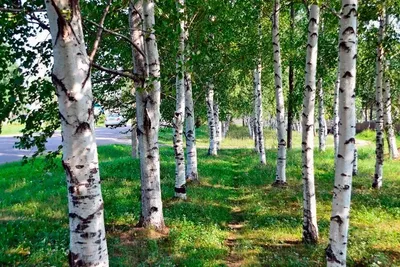 Береза