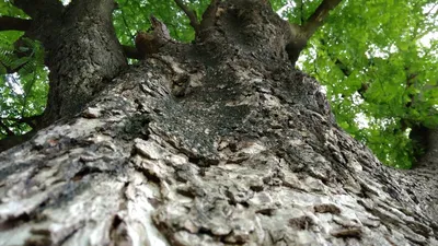 Саженцы березы повислой пендула купить в Москве по цене от 3000 рублей