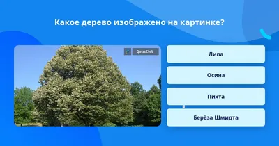 Береза желтая (ребристая) | Атлас × Растений
