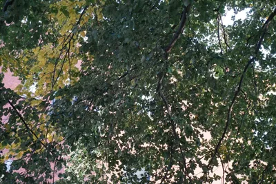 Береза Шмидта (много фото) - treepics.ru