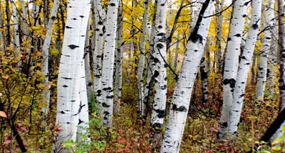 Лиственное дерево с белой корой - 60 фото