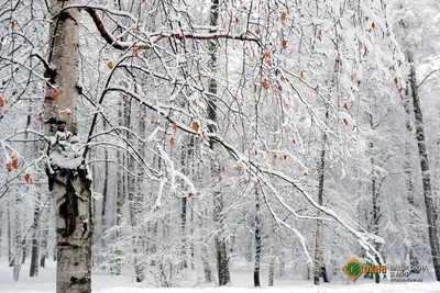 Береза в снегу в Останкинском парке