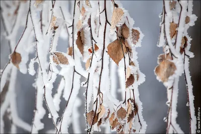 Фотографии Aspens in the snow Original HTC Sense зимние береза