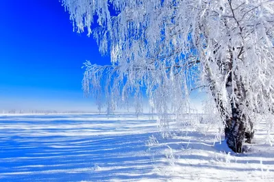 Березы В Снегу Охвачены Леса Стоковые Фотографии | FreeImages
