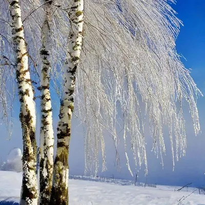 Снежные березы - красивые фото