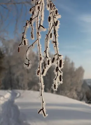 Фото береза в снегу - Зима - Фото галерея - Галерейка