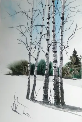 Ветка березы зимой (52 фото) - 52 фото