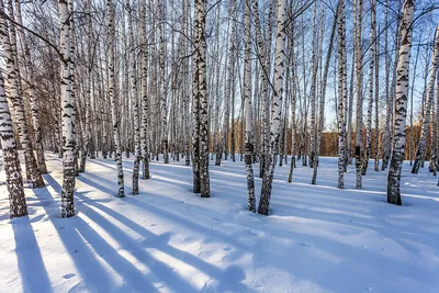 Сибирская береза, лес с деревьями в снегу зимой Стоковое Фото - изображение  насчитывающей заморозок, место: 198128854