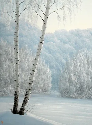 Береза в снегу фото фотографии