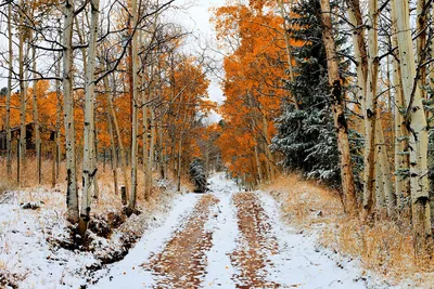 картинки : дерево, филиал, снег, зима, мороз, Лед, Береза, Погода, время  года, Замораживание, Древесное растение 2592x1944 - - 552800 - красивые  картинки - PxHere