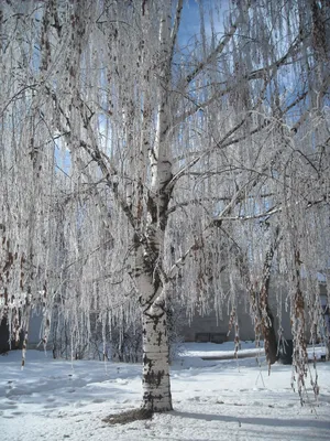 Фотографии Россия Зима береза Природа Снег Деревья сезон года