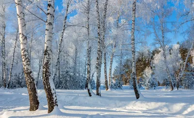 Береза зимой (57 фото) | Пейзажи, Живопись, Лес