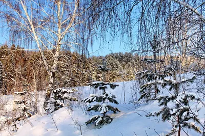 Здравствуй первый снег ❄ желтая …» — создано в Шедевруме