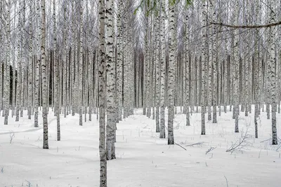 Берёза в снегу. купить на Ярмарках. Купить изделие ручной работы (хенд  мейд) в Украине. | Картины бисером, Полтава.