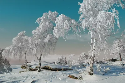 Береза зимой в лесу стоковое фото. изображение насчитывающей двухчленной -  209567908