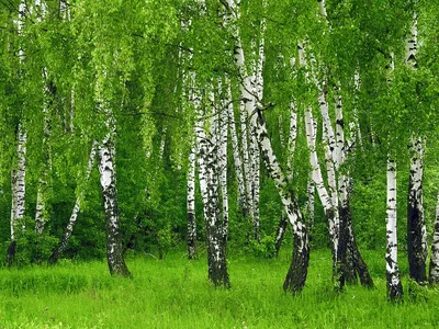 🌳Разновидности берез Помимо хорошо известных у нас белоствольных берез с  длинными сережками, существуют виды с совершенно другим обликом. … |  Plants, Herbs, Garden