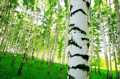 Береза юнги. Описание, фото, купить в садовом центре.