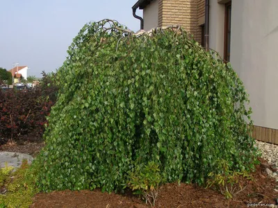 Береза гибридная, betula × hybrida