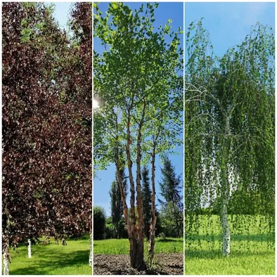 Дерево Берёза характеристики и описание (твёрдость по Бринеллю и плотность)