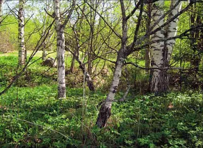 Общественное объединение ЭКОМ - 🌳Берёза - свое латинское название дерево  позаимствовало из древнегалльского языка. Праславянское же название  произошло от слова «белеть, светиться». . 🌳Средняя продолжительность жизни  этих деревьев колеблется от 100 до