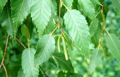 Береза белая китайская, betula albosinensis