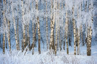 Береза зимой фото фотографии