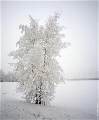 Скачать 1920x1080 березы, осень, река, пейзаж обои, картинки full hd, hdtv,  fhd, 1080p