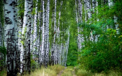 Картинки березы летом в хорошем качестве (56 фото) - 56 фото