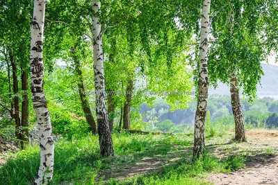 Картинки березы летом в хорошем качестве (40 лучших фото)