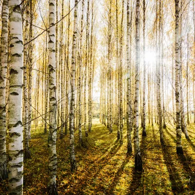 Из яркого освещенного солнцем березового леса (Много фото!) - treepics.ru