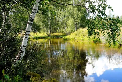 Березы у реки Оскол - Иванов Н.А. Подробное описание экспоната, аудиогид,  интересные факты. Официальный сайт Artefact