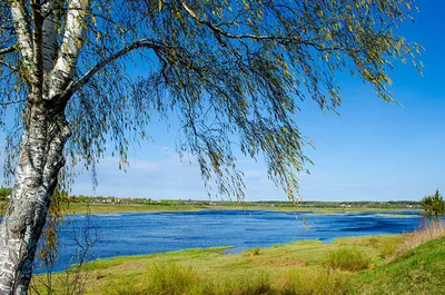 Фотографии Россия Velikaya Pskov береза Природа весенние река дерева