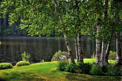 Белоснежные березы с желтыми листьями на краю маленькой реки Стоковое  Изображение - изображение насчитывающей вода, пуща: 160683483