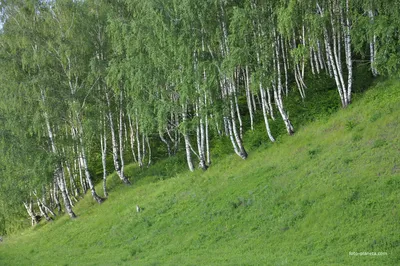 Картина Березы у реки из янтаря купить в Украине. Цена на С реками и  озерами Картина Березы у реки — Amber Stone