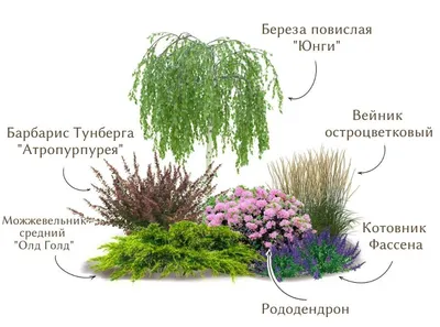 Березы на дачном участке: плюсы и минусы