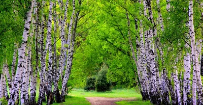 Береза в ландшафте (фото)