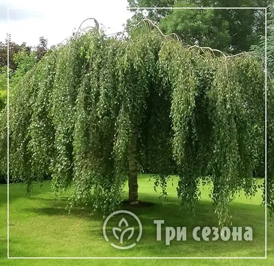 Береза карликовая нана \"Голден Треже\" купить саженцы в Нижнем Новгороде.