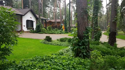 Березы в ландшафтном дизайне дачного участка - 77 фото