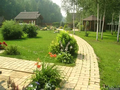 Береза повислая \"Юнги\" купить саженцы в Нижнем Новгороде.