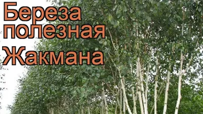 Береза повислая Юнги (Штамб) 🌿 Обзор: посадка и уход. крупномеры березы:  описание и особенности - YouTube