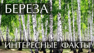 Карликовая береза в ландшафтном дизайне - фото и картинки: 97 штук