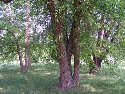 Лучшие хвойные растения для ландшафтного дизайна в ЛО